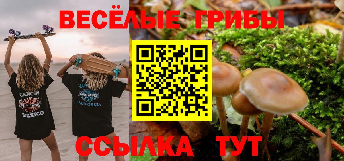 Псилоцибиновые грибы прущие грибы  Вход с VPN  Алейск  Псилоцибиновые грибы прущие грибы 